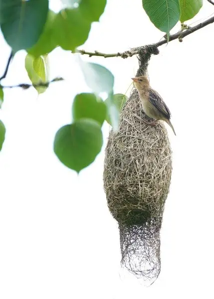 If you are a male Baya weaver bird, youll have to be an architect to build a perfect hou