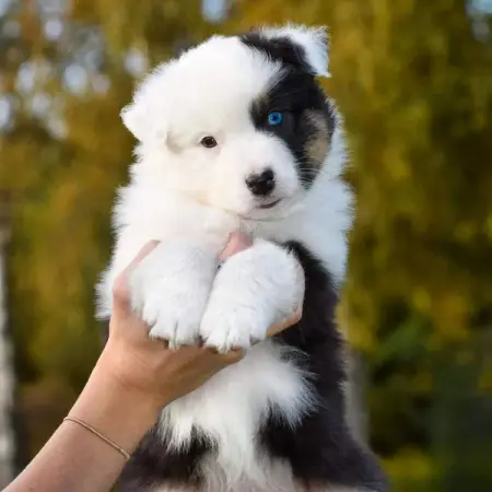 Oh hai!  Im Sky! 
Im a Australian Shepherd- girl who was born 1st of Au