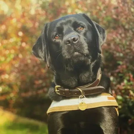 Brown eyed girl 

httpswww.ezydog.co.zaproductconvert-harness

EzyDog ConvertHarn