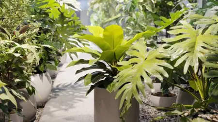 BIT.LY
The best plants for your design
78 unique models
Shop Now
78 unique models