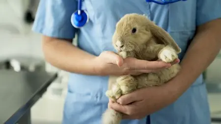 Early Bird 30 Sep 2022
10 CPD Points

Tutors David Vella BSc BVSc Hons Dipl. ABVP Exotic Com