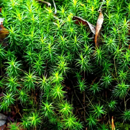 TNNURSERY.NET
Haircap Moss  9.99 Per Square Foot
When viewed from above, the moss 