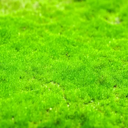 TNNURSERY.NET
Lawn Moss  9.99 Per Square Foot
The most common turf grass al