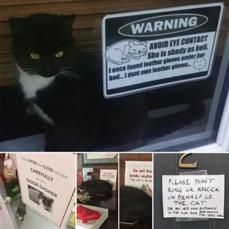Here are 45 times cats acted so audacious that their owners put up a sign to war
