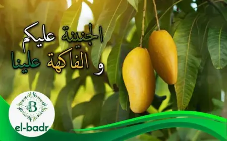       ___
                ..     .
         
    01147129446          01069652688
   ElBadr 