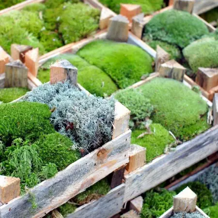 TNNURSERY.NET
Moss Sampler  9.99 Per Square Foot
A green, exceedingly small, and hardy plan