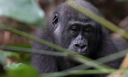   The UN devotes the highest attention to the conservation of nature in its S