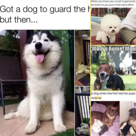 Here are 40 memes showing how amusing and beautiful it is to be a dog parent.