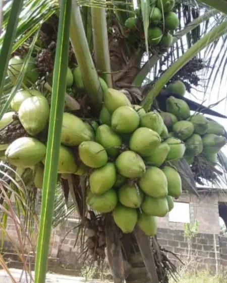 Establishing the coconut seedling on an acre require 100 - 120 seedlings

100 seedlings 
