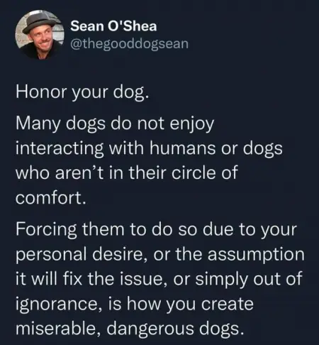 How often do I see clients whose dogs have gotten into serious trouble because their owners 