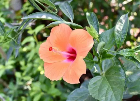 Everything blooms in its own time

flowers flower flowerstagram flowerphotograph