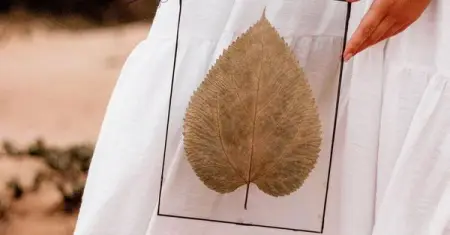 Nicola Andrag
Land  Sea Botanical Preservation Artist  Pressed  Framed Bota