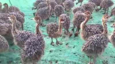 Ostrich farming in Nigeria How to start and succeed

Ostrich farming in Ni