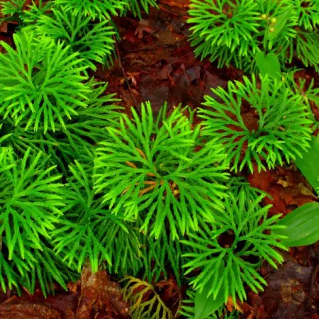 TNNURSERY.NET
Fan Clubmoss  3 for 12.99
Found growing across the forest floor l
