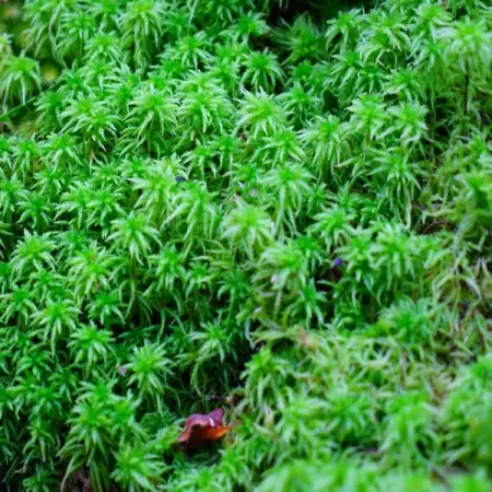 TNNURSERY.NET
Peat Moss  9.99 Per Square Foot
Buy this plant to enhance the 