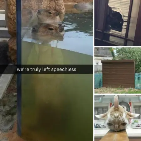 From a toddler ruining a wedding proposal to a salad in the shape of the Queen