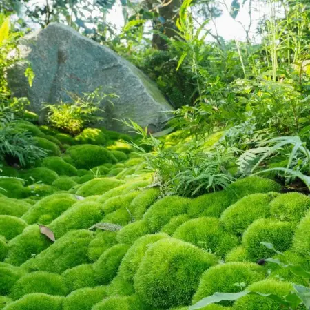 TNNURSERY.NET
Mood Moss  9.99 Per Square Foot
Reaching a height of 3 to 4 inches with a roug