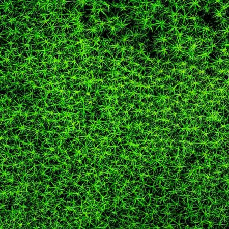 TNNURSERY.NET
Hedwigia Moss  9.99 Per Square Foot
A shade thriving evergre