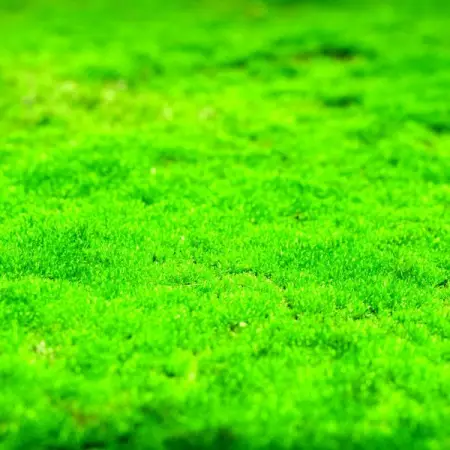 TNNURSERY.NET
Carpet Moss  9.99 Per Square Foot
Rootless plants that grow into a living 