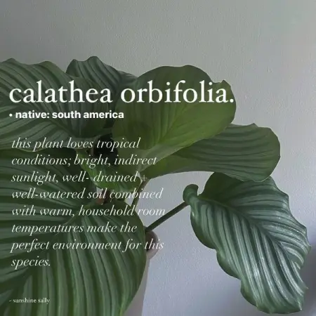  Calathea Orbifolia

this beautiful species is native to south america. it requires good d