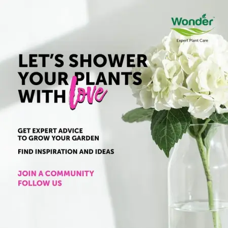 For the plant enthusiasts, flower lovers, beginner growers and proficien
