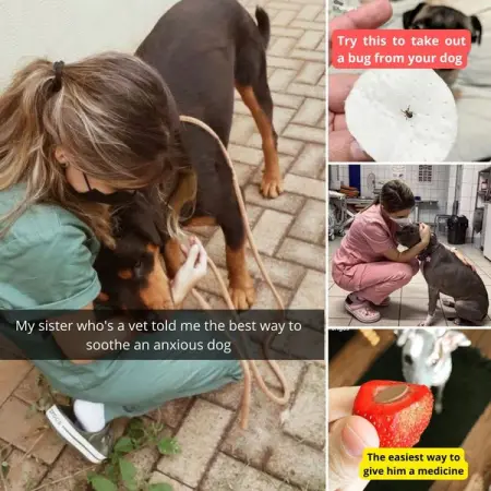 With false marketing, dangerous chemicals in chews, myths that are thought of as f