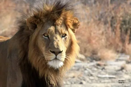 CHEETAHRIDGE.COM
Luxury Bush Break
60 yrs Discount Rate
Learn More
60 yrs Discount Rate