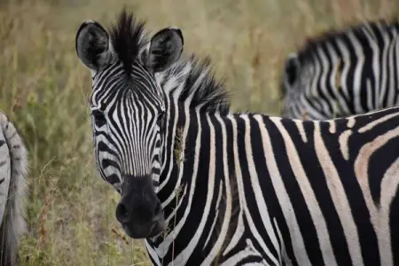 CHEETAHRIDGE.COM
All inclusive special
Spa, Accommodaition, Game Drives, Hot Drinks  