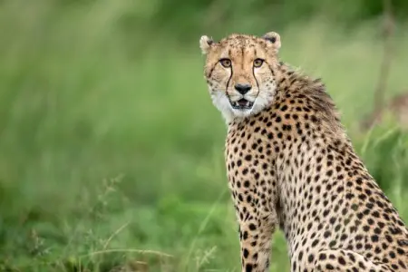 CHEETAHRIDGE.COM
At Nambiti Game Reverve
Private 4 Star Lodge
Learn More
Private 4 Sta