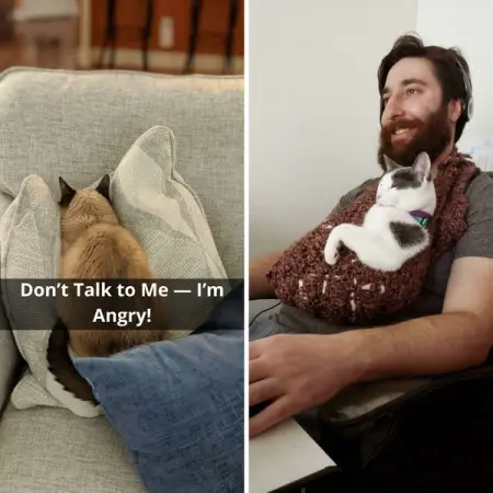 From spa treatments to top-tier food, these cat parents really went abov