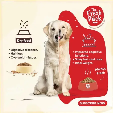 Its a decision that can enhance your dogs quality of living. Be smart and pick the fr