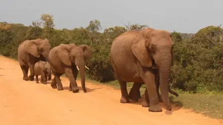 HITGEHEIM.COM
Addo Elephants
Book Now
 