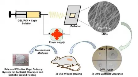 Conventional antibiotics are becoming ineffective against microorganisms due to t