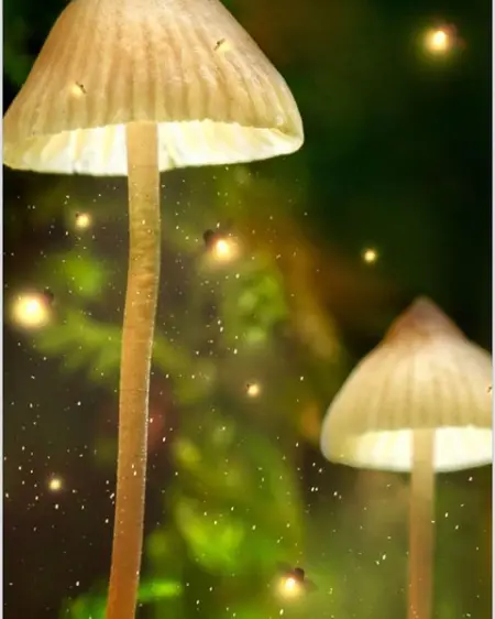 PASITHEAPROJECTS.COM
Learn More
 