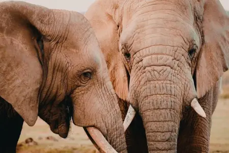 AFRICANHILLSLODGE.CO.ZA
Elephant Experience
Spring Leisure Special 
Spring Leisure