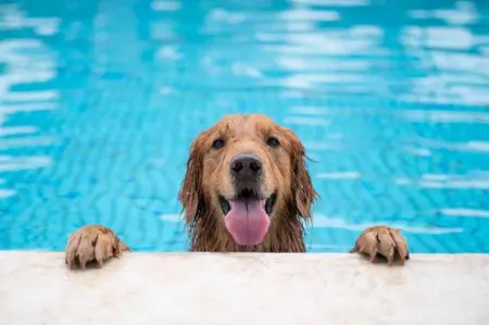 Dont let your dog outswim you this Summer. Sign up for lessons today availabl
