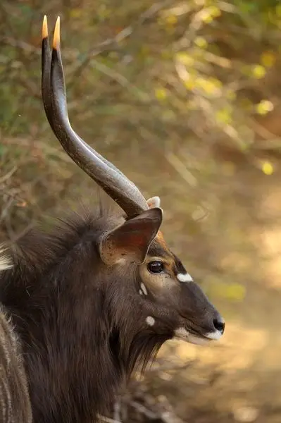 ZWAHILI.CO.ZA
Wildlife safari
2 game drives per day included, conducted by experience