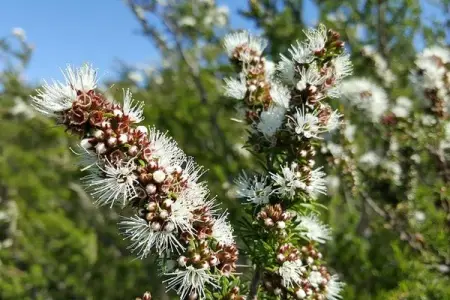 Kunzea is an Australian native plant oil that possesses natural healing and therapeutic prop