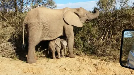 HITGEHEIM.COM
Addo Elephant Park
Book Now
 