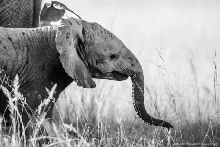 CHEETAHRIDGE.COM
From R 2,230 pppn sharing
Big 5 Private Reserve, Luxury Suite