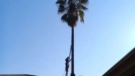 Connect with Tree felling job