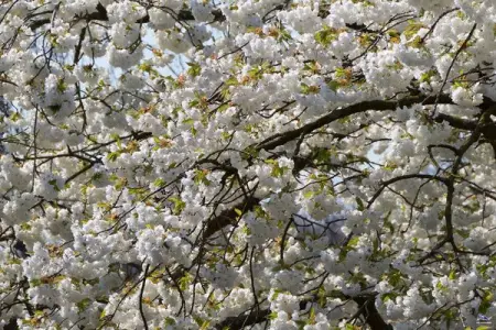 Every year, between the end of March and the beginning of April, the J