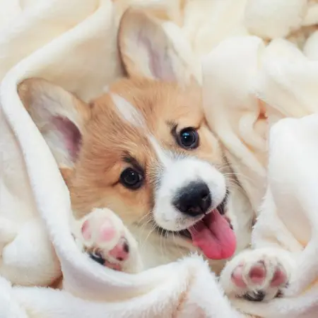 It goes without saying that we embrace dogs, cats and other companion animals as full-fledge