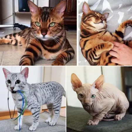 These rare cat looks are all thanks to genetics
FUNCATZ.COM
35 Fancy Felines We P
