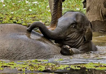 There are fewer than 1,500 Sumatran elephants left in the wild and thats a tragedy. Sign-
