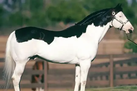 Weve put together a compilation of the most striking and unique coats that many people hav