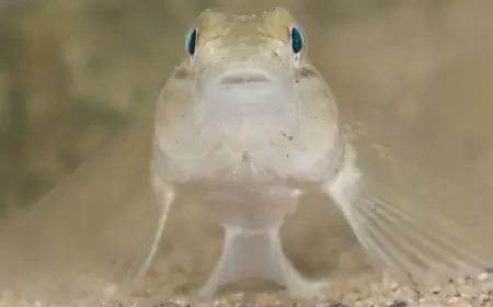 Cute fish alert! Did you know that fish species in the Baltic Sea have developed w