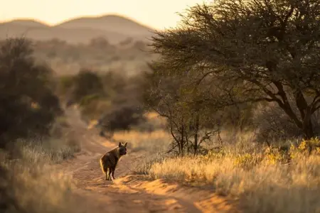 TSWALU.COM
Learn More
 