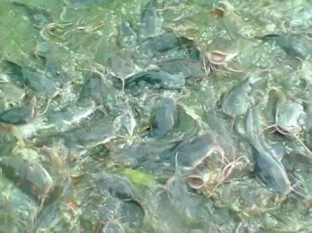 Agricultural service fish farmingfingerlings,pos fingerlings,juveniles,table