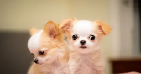 Breeder of show quality chihuahuas in San Francisco Bay Area. Please check 